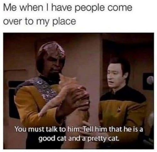 cat halloween visitors.jpg